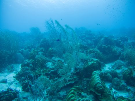 coral life underwater diving safari Caribbean Sea