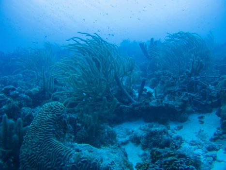 coral life underwater diving safari Caribbean Sea