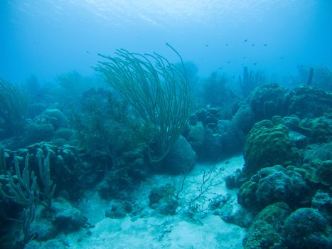 coral life underwater diving safari Caribbean Sea