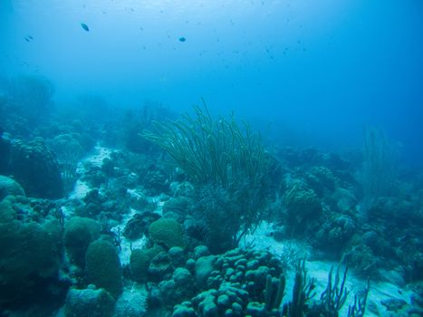 coral life underwater diving safari Caribbean Sea