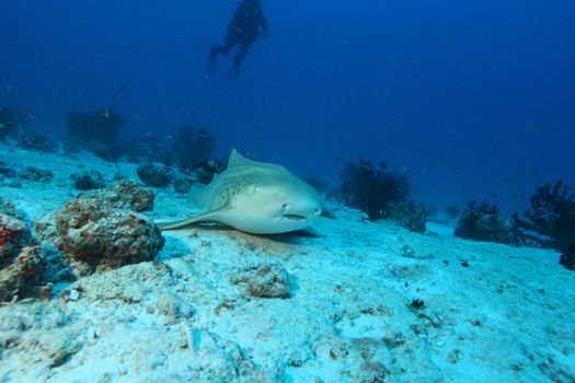 coral life underwater diving safari Caribbean Sea