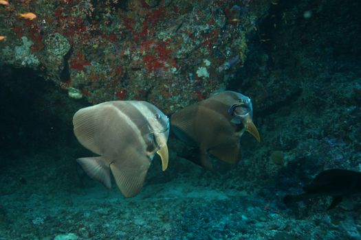 coral life underwater diving safari Caribbean Sea