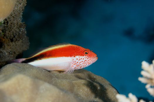 coral life underwater diving safari Caribbean Sea