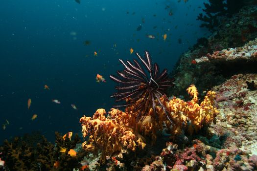 coral life underwater diving safari Caribbean Sea