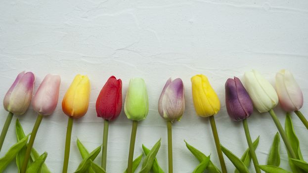 Colorful tulips on light background