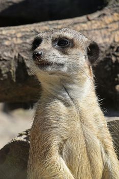 Close up front portrait of one meerkat looking away alerted, low angle view