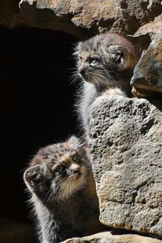 Close up portrait of two cute Manul kittens (The Pallas's cat or Otocolobus manul) hiding in rocks and looking out and watching alerted, low angle view