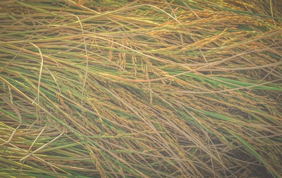 Thai farming season rice harvest in the field.