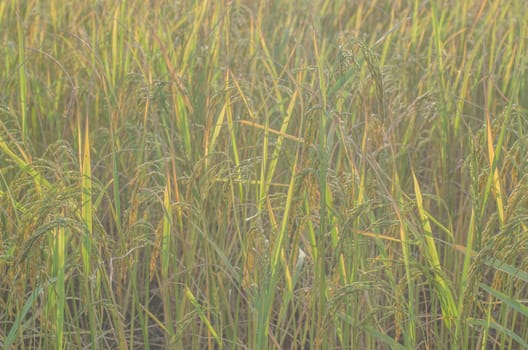 Thai farming season rice harvest in the field.