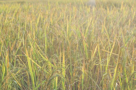 Thai farming season rice harvest in the field.