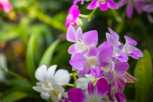 The background image of the colorful flowers, background nature