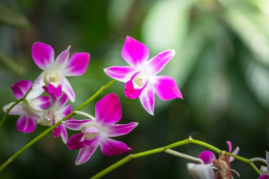 The background image of the colorful flowers, background nature