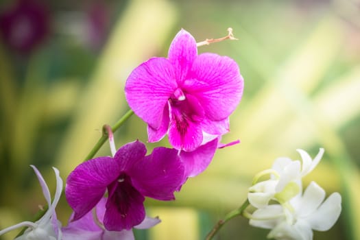 The background image of the colorful flowers, background nature