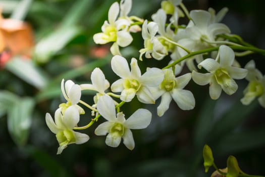 The background image of the colorful flowers, background nature