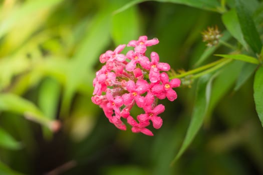 The background image of the colorful flowers, background nature