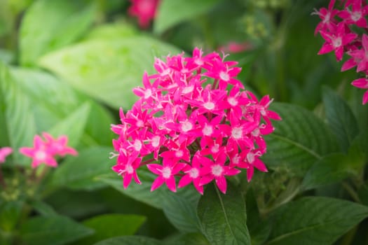 The background image of the colorful flowers, background nature