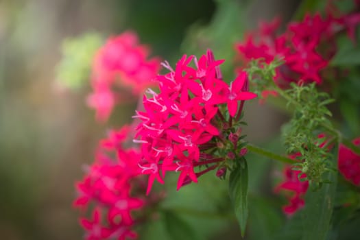 The background image of the colorful flowers, background nature