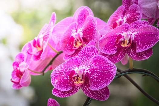 The background image of the colorful flowers, background nature