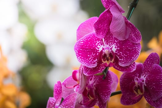 The background image of the colorful flowers, background nature