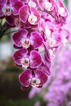 The background image of the colorful flowers, background nature