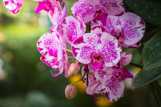 The background image of the colorful flowers, background nature