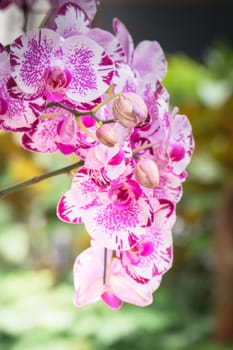 The background image of the colorful flowers, background nature