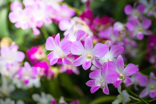 The background image of the colorful flowers, background nature