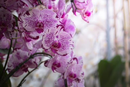 The background image of the colorful flowers, background nature