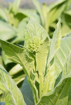 Close up Common tobacco, the Nicotiana tabacum is an annually-growing herbaceous plant