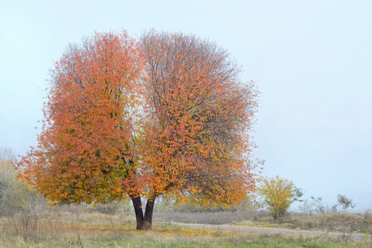 Lonely autumn cherry tree