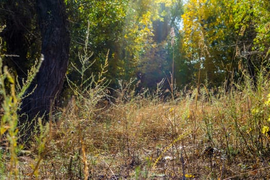 Cloudy autumn weather in russia the nature of the forest Kingdom