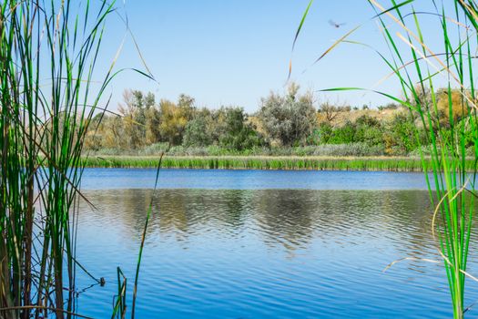 lake grass dragonfly nature summer, remembering the childhood