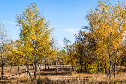 Cloudy autumn weather in russia the nature of the forest Kingdom