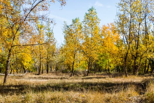 Cloudy autumn weather in russia the nature of the forest Kingdom