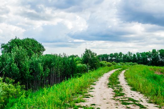 road to summer green road in nature