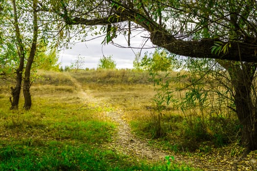 Cloudy autumn weather in russia the nature of the forest Kingdom