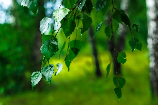 autumn leaves hdr South spring mood leaves nature