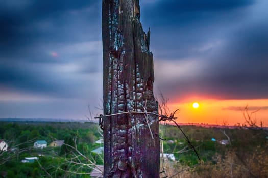 the coal at sunset burnt tree, twilight sun