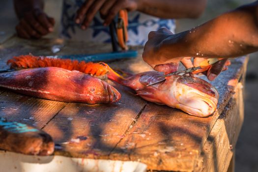 Close up to fisher's hands cleaning the red fresh fish on a dirty wooden table on the beach,Mauritius.