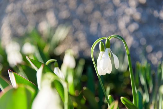 Snowdrop spring flowers