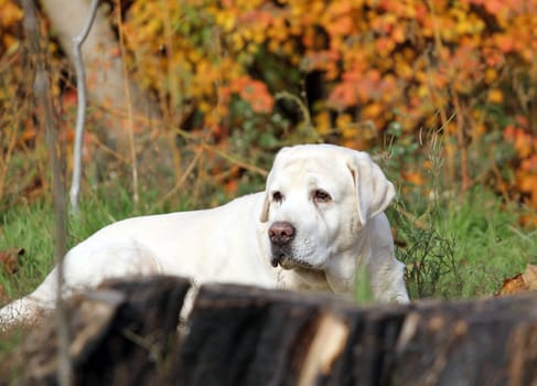 a cute nice yellow labrador in the park in autumn