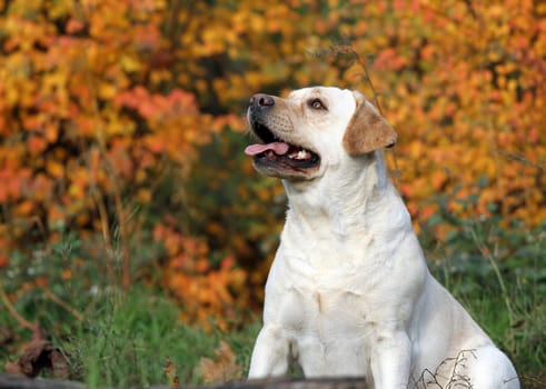 the cute nice yellow labrador in the park in autumn