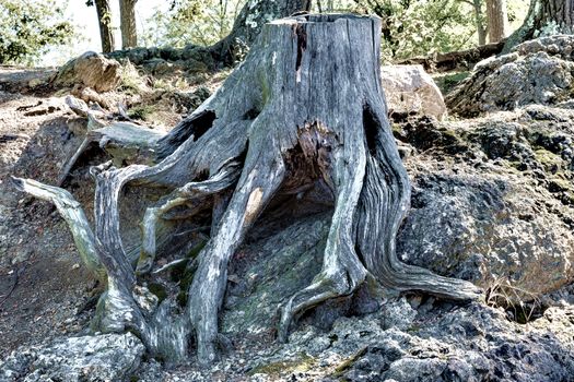 The old stump, as the octopus uncovered, wrapped the stones with dry roots