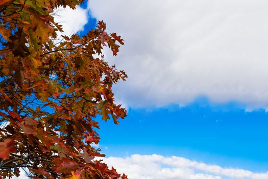 Oak  autumn leaves against a background of blue, autumn sky 