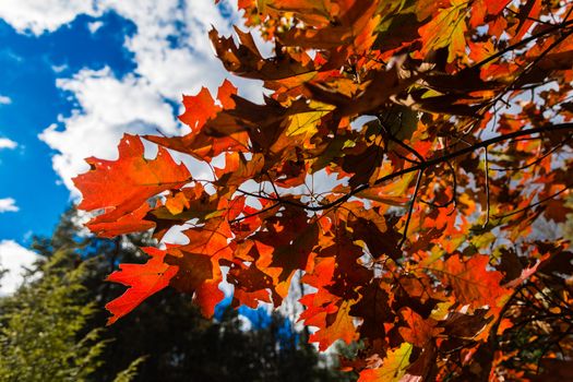 Oak  autumn leaves against a background of blue, autumn sky 