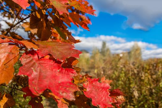 Oak  autumn leaves against a background of blue, autumn sky 