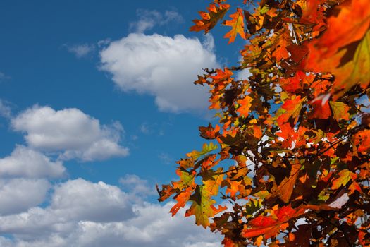 Oak  autumn leaves against a background of blue, autumn sky 