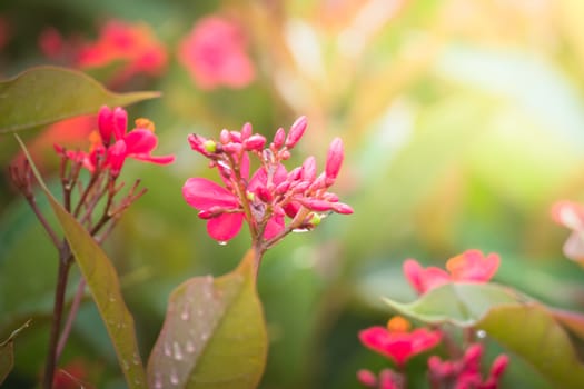 The background image of the colorful flowers, background nature