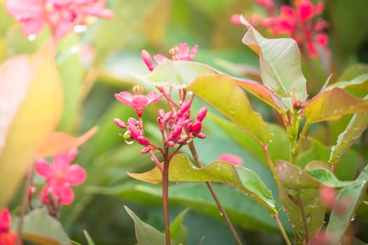 The background image of the colorful flowers, background nature