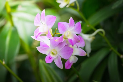 The background image of the colorful flowers, background nature